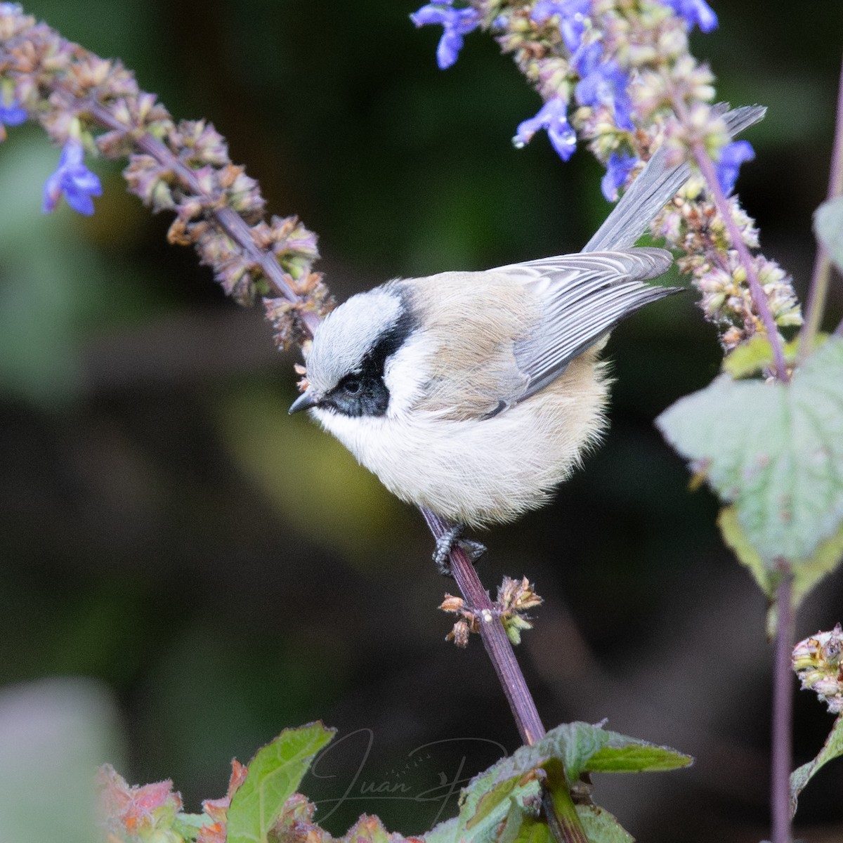 Bushtit - ML646266994