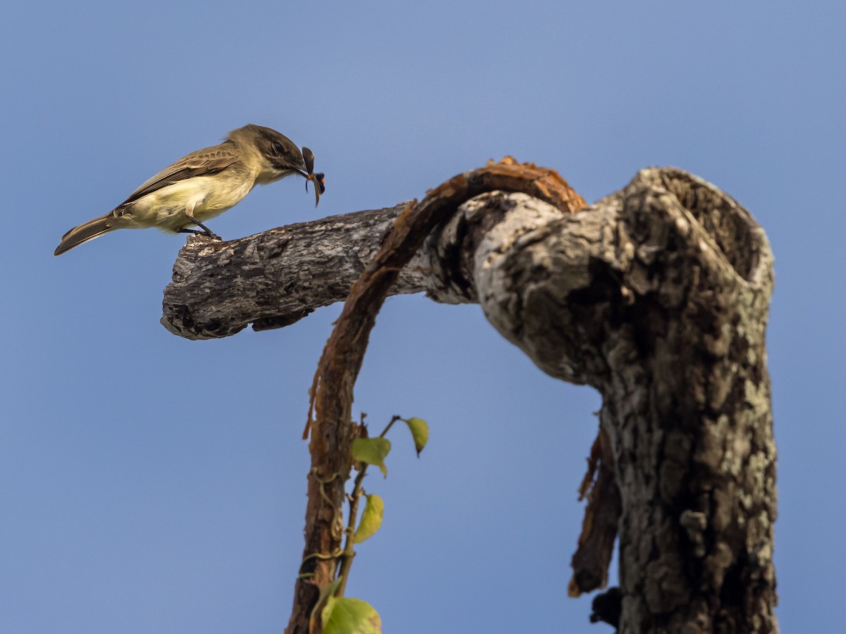 Eastern Phoebe - ML646266999