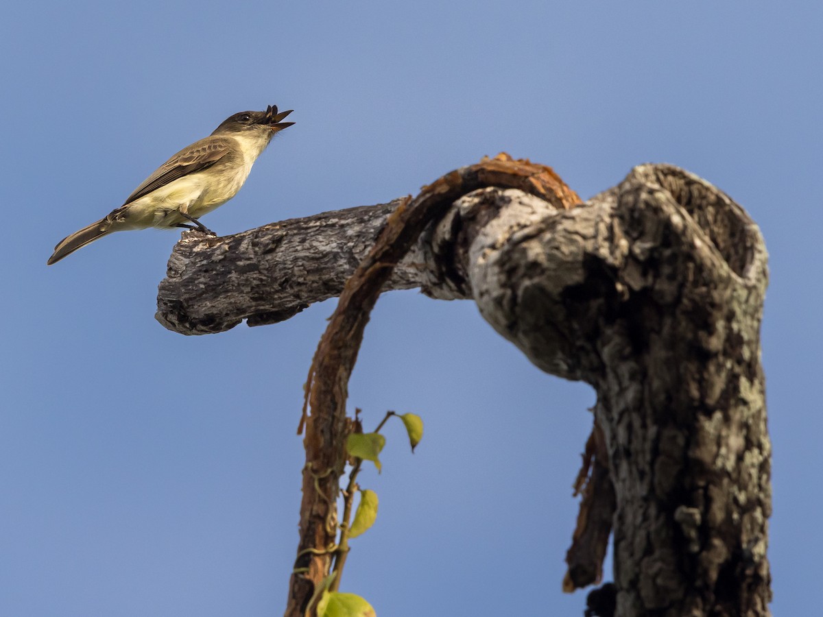Eastern Phoebe - ML646267000