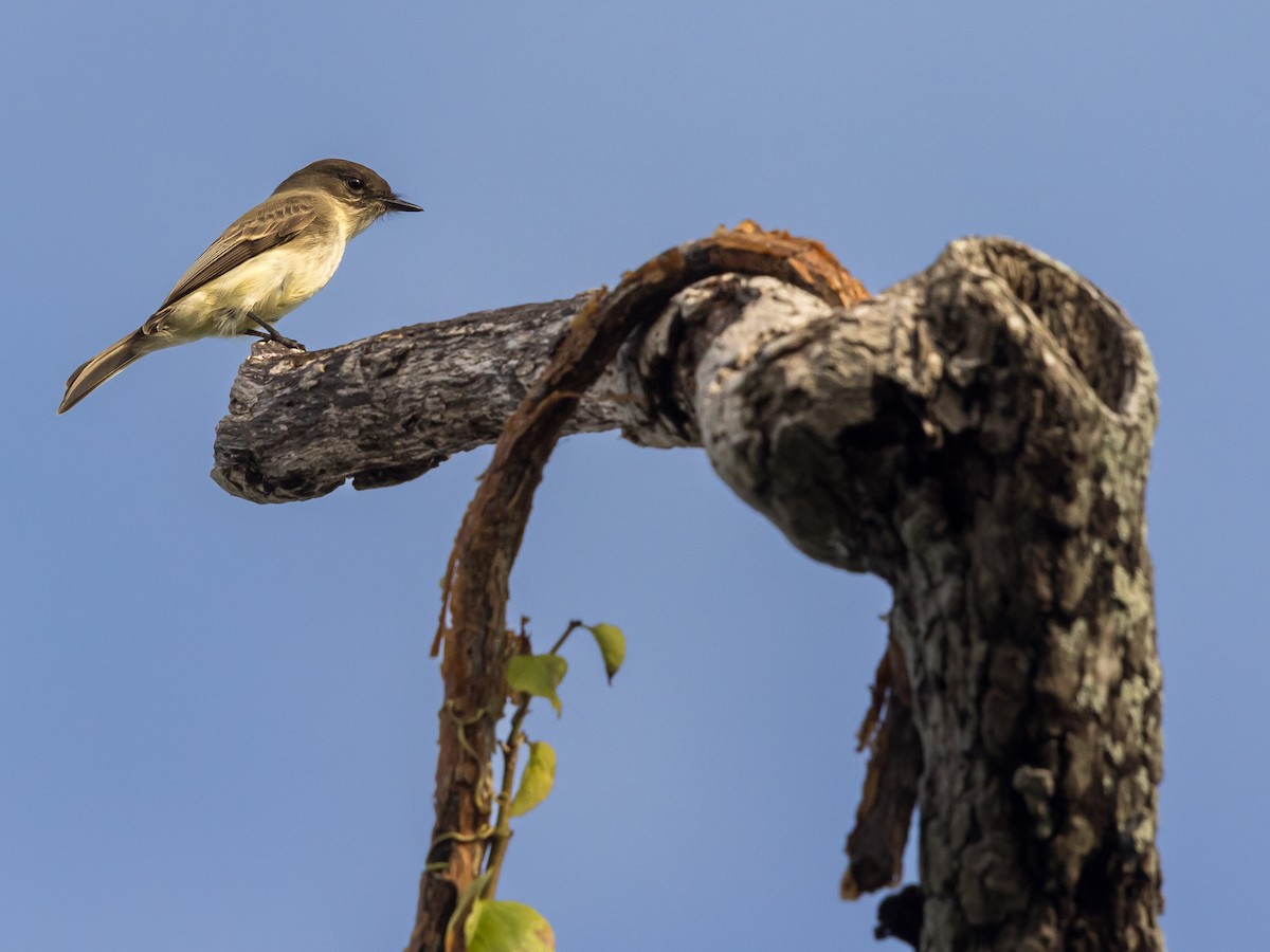 Eastern Phoebe - ML646267001