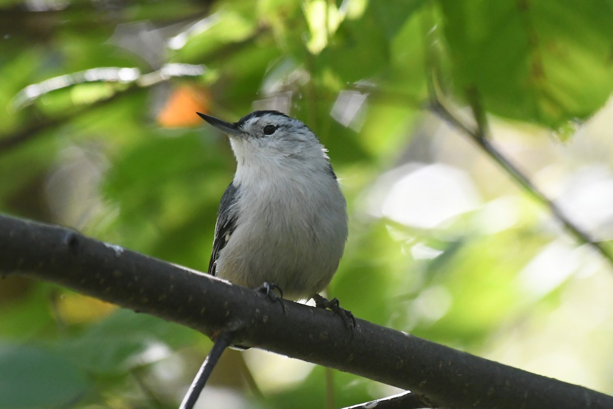 White-breasted Nuthatch - ML646267003