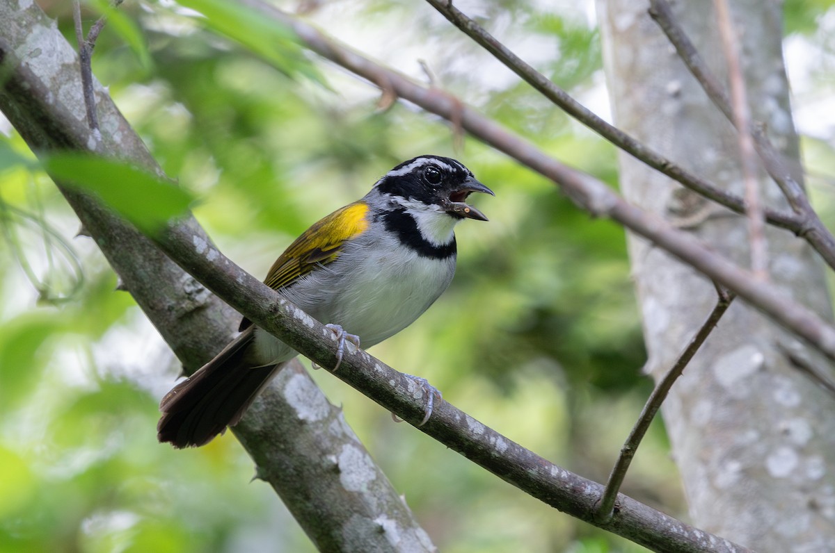 Pectoral Sparrow - ML646267004