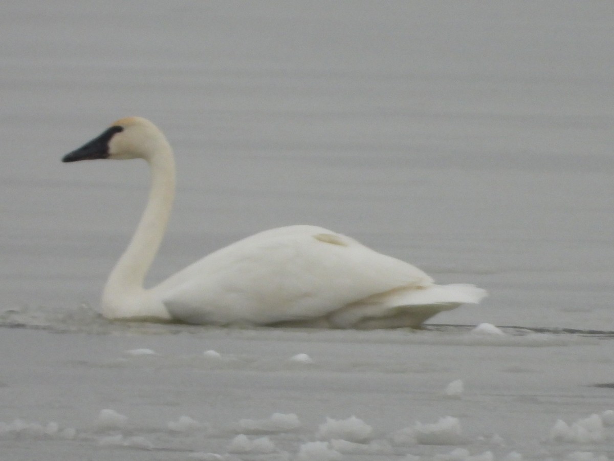 Tundra Swan - ML646267005