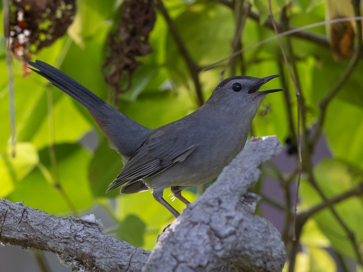 Miaulari grisa - ML646267006