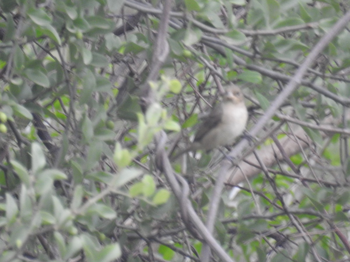 Double-collared Seedeater - ML646267016