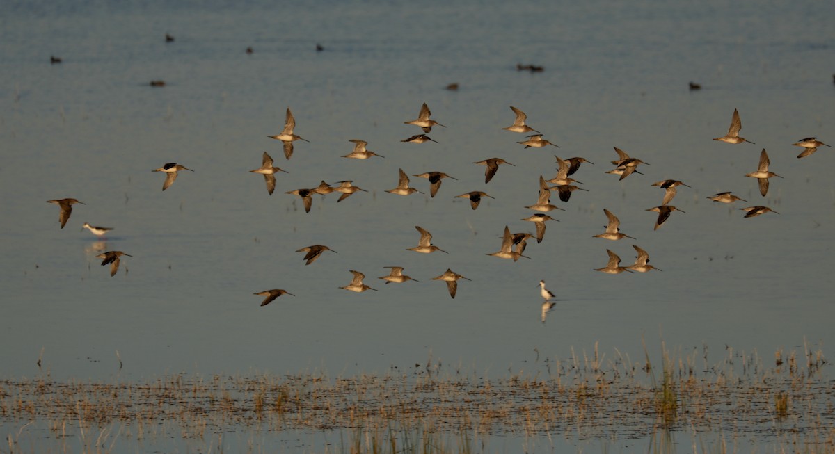 Long-billed Dowitcher - ML646267018
