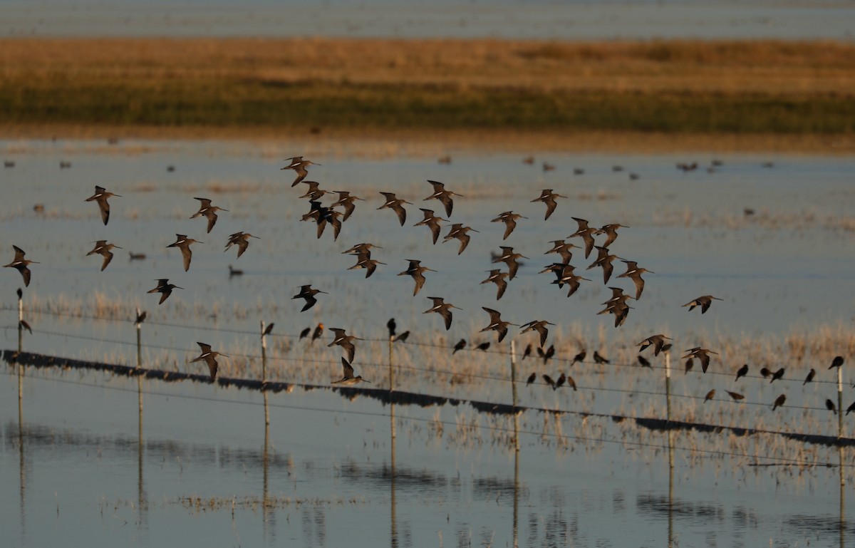 Long-billed Dowitcher - ML646267019