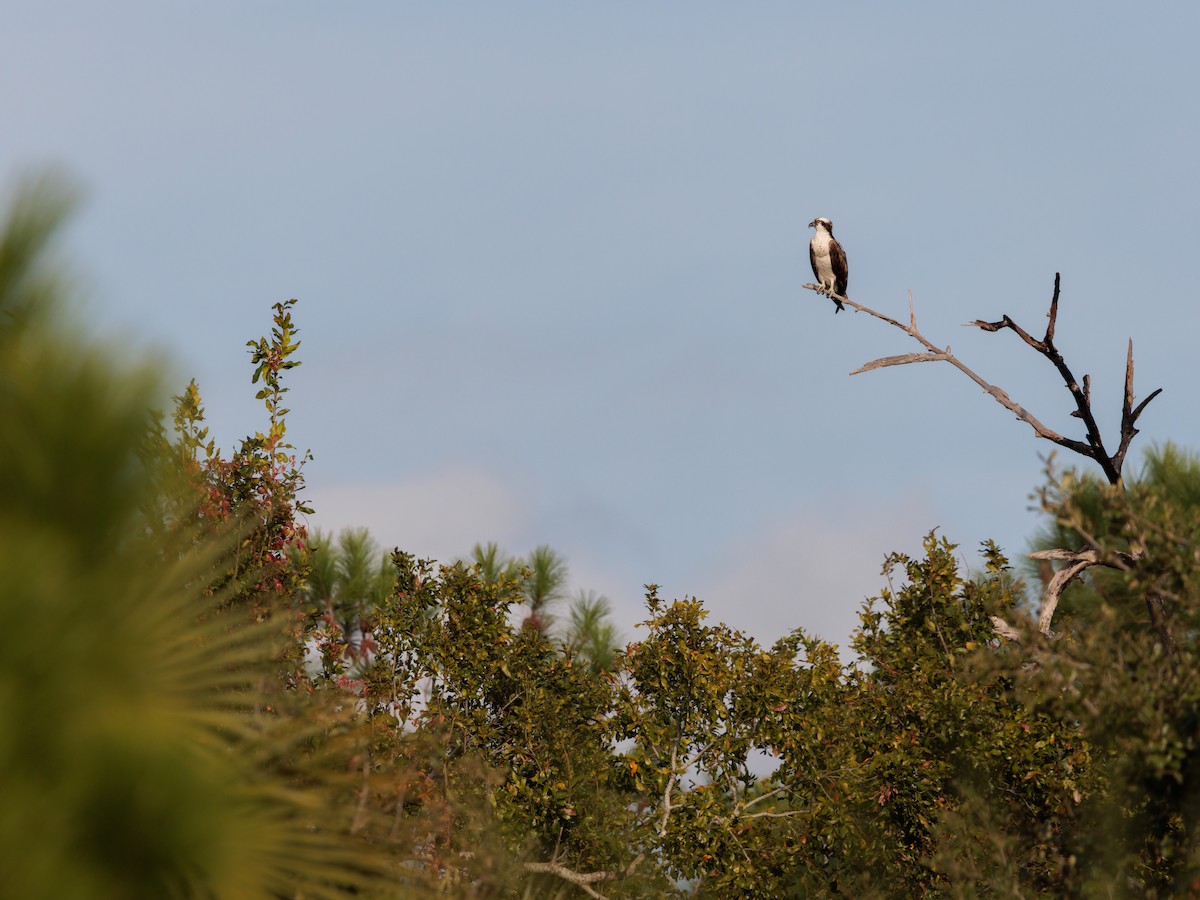 Arrano arrantzalea - ML646267020