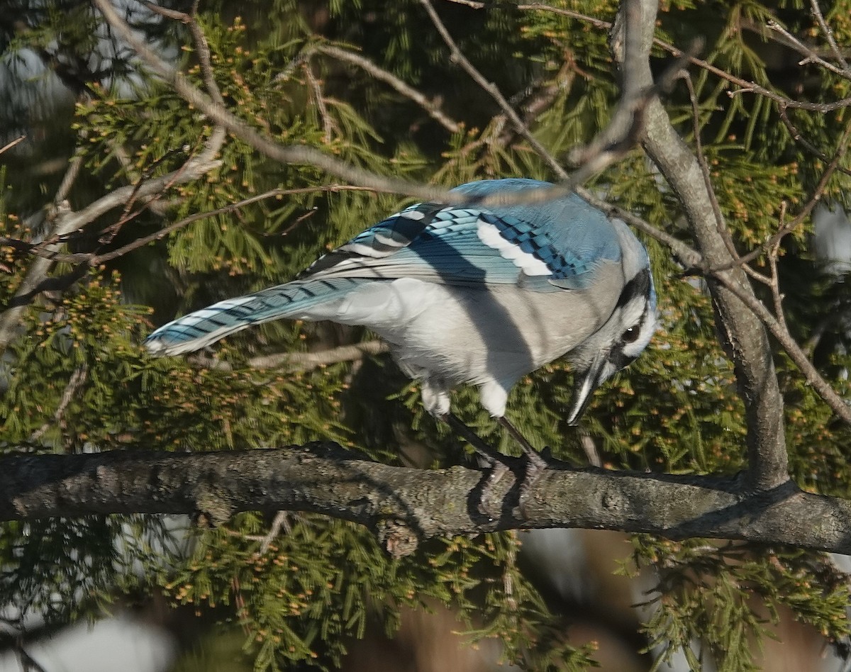 Blue Jay - ML646267022