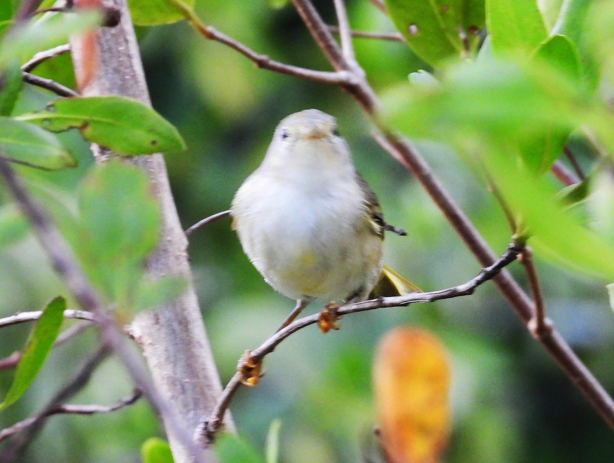 Mangrove Yellow Warbler (Greater Antillean) - ML646267023