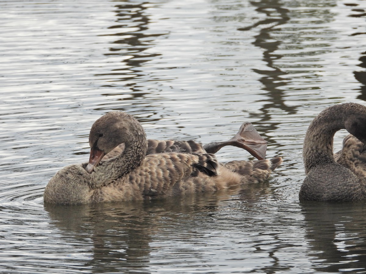 Schwarzschwan - ML646267024