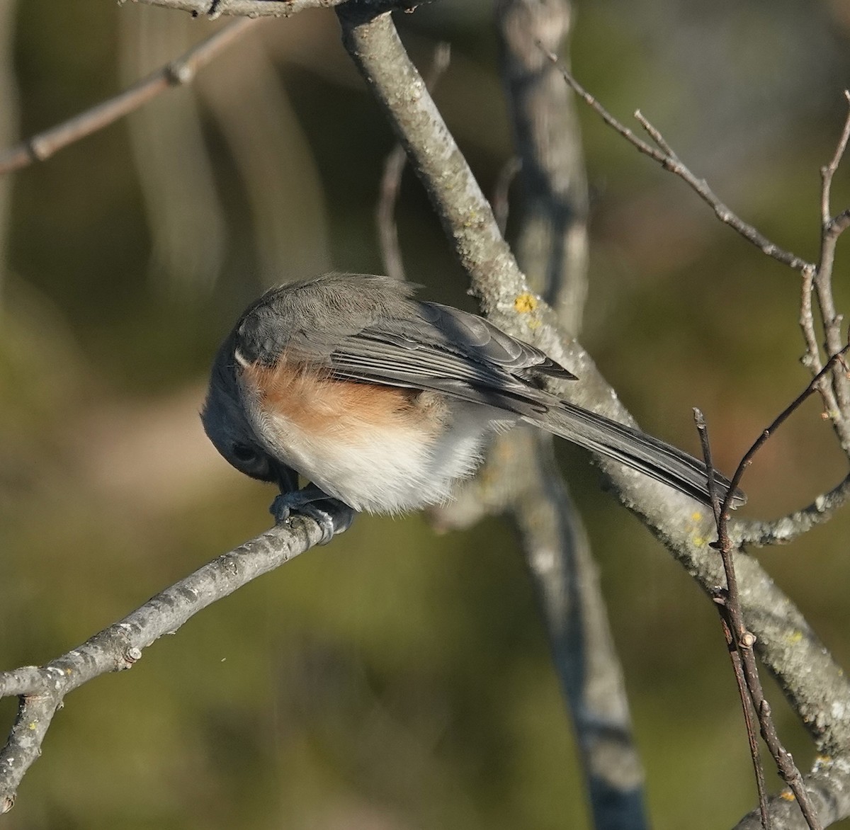 Grauhäubchenmeise - ML646267025