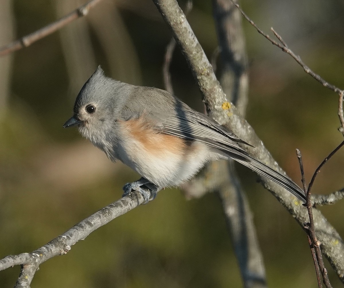 Grauhäubchenmeise - ML646267026