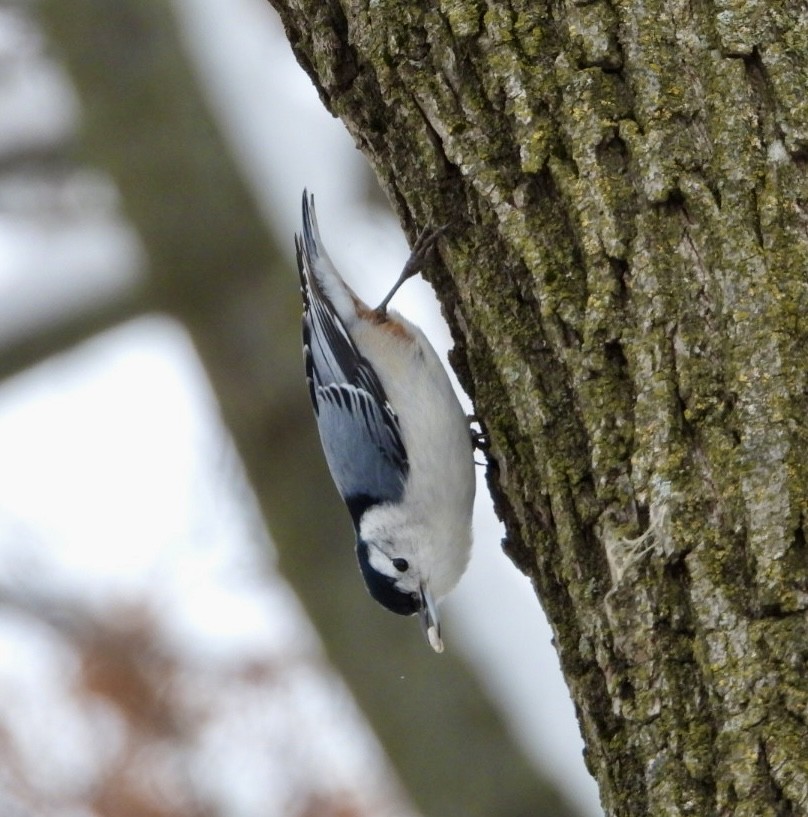 Weißbrustkleiber - ML646267027