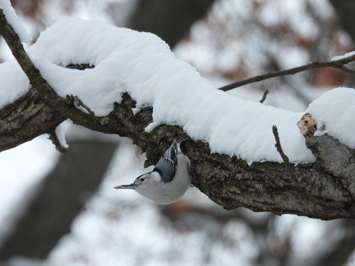 Weißbrustkleiber - ML646267028