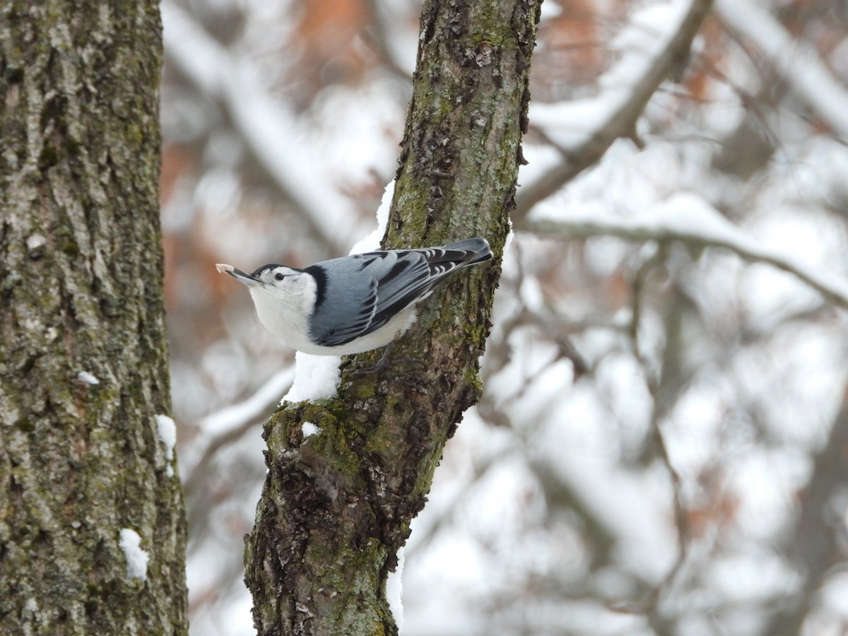 Weißbrustkleiber - ML646267029