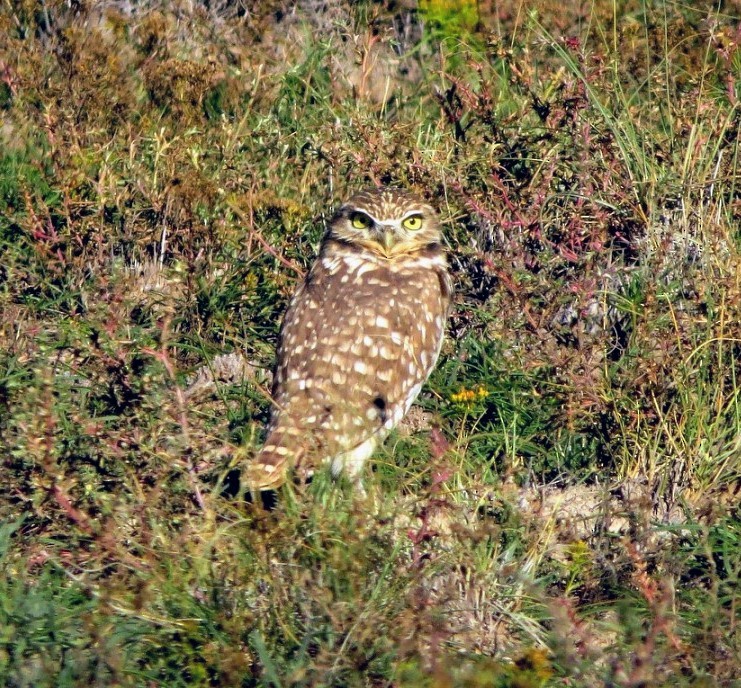 Kaninchenkauz - ML646267030