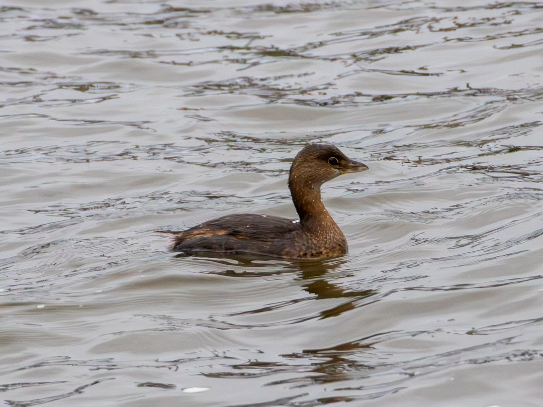 Bindentaucher - ML646267031