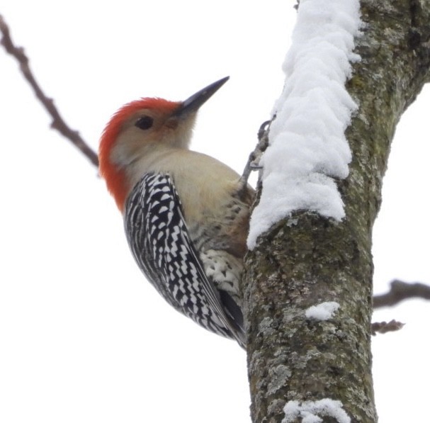 Carolinaspecht - ML646267032