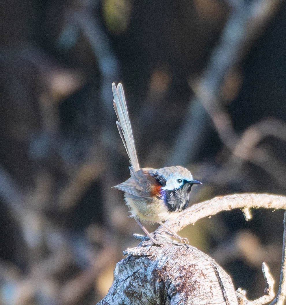 Weißbauch-Staffelschwanz - ML646267033