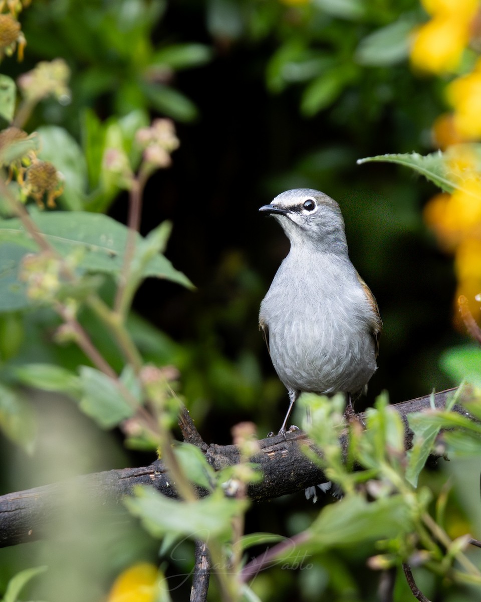 Braunrückenklarino - ML646267034