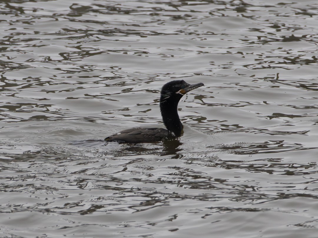 Humboldtscharbe - ML646267035