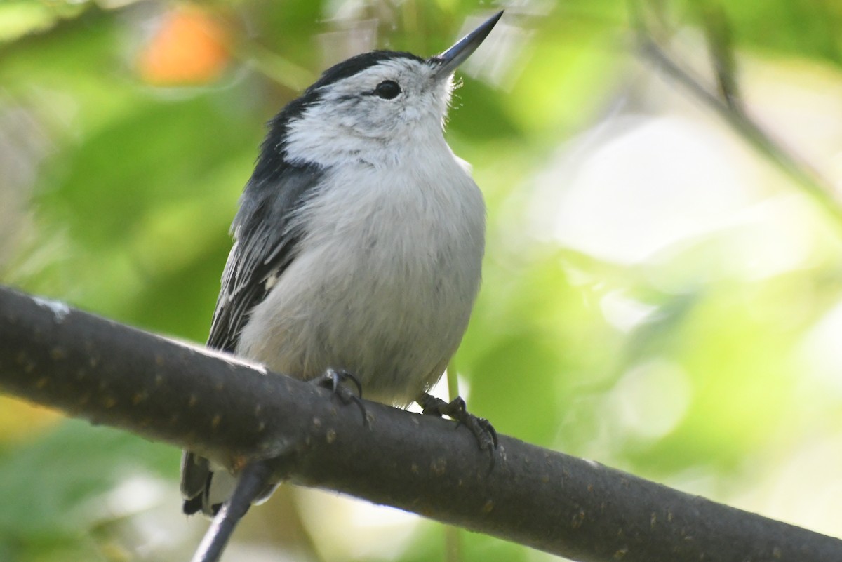 Weißbrustkleiber - ML646267036