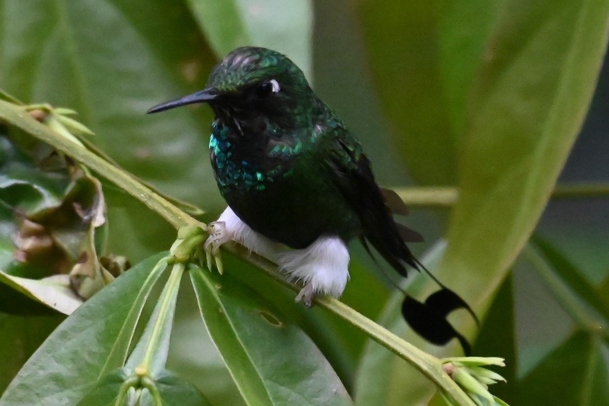 Grünscheitel-Flaggensylphe - ML646267038