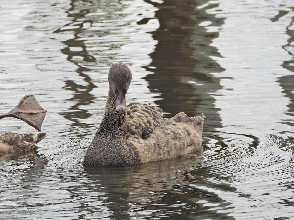 Schwarzschwan - ML646267039