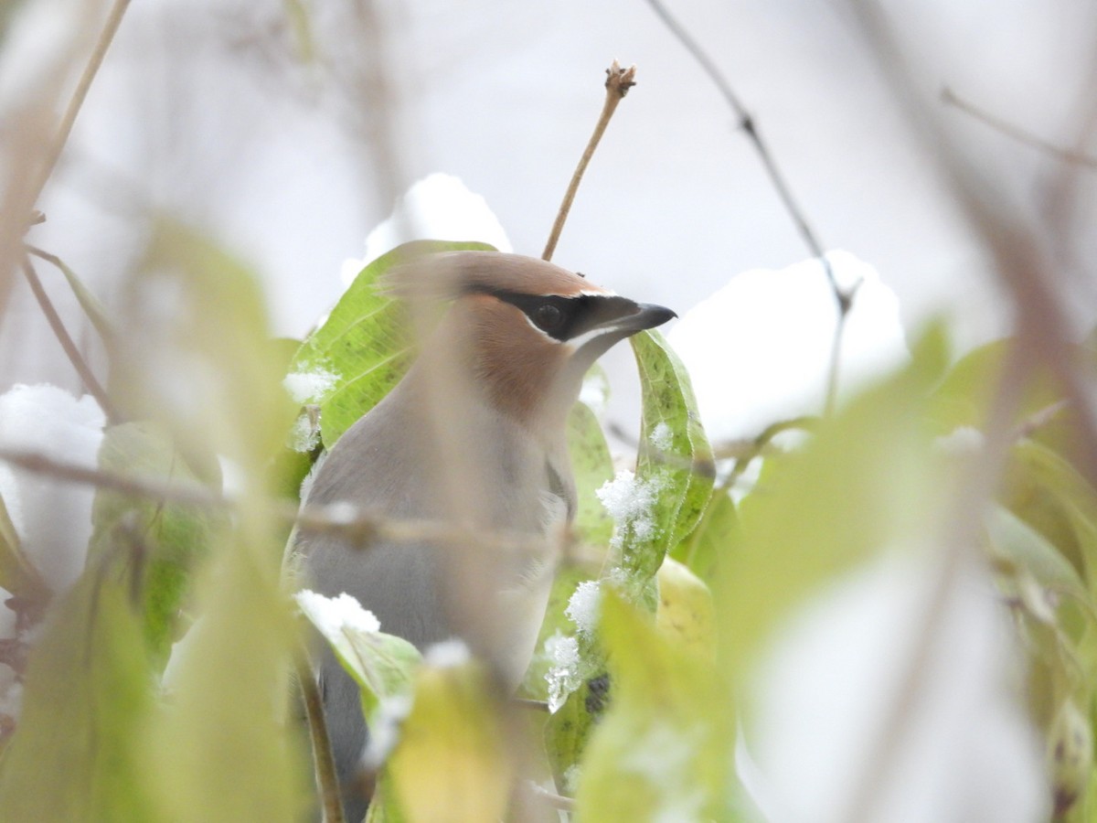 Zedernseidenschwanz - ML646267040