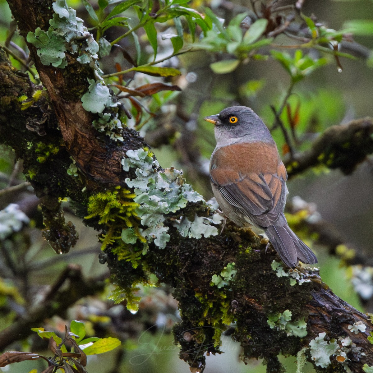 Rotrückenammer - ML646267041