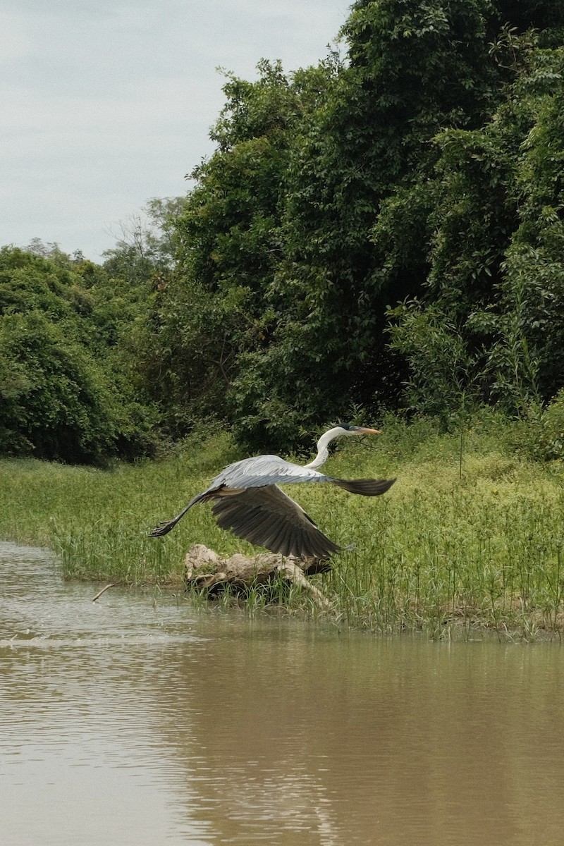 Cocoireiher - ML646267042