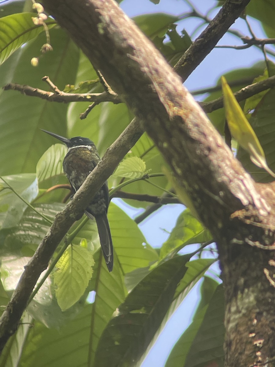 Purpurglanzvogel - ML646267043