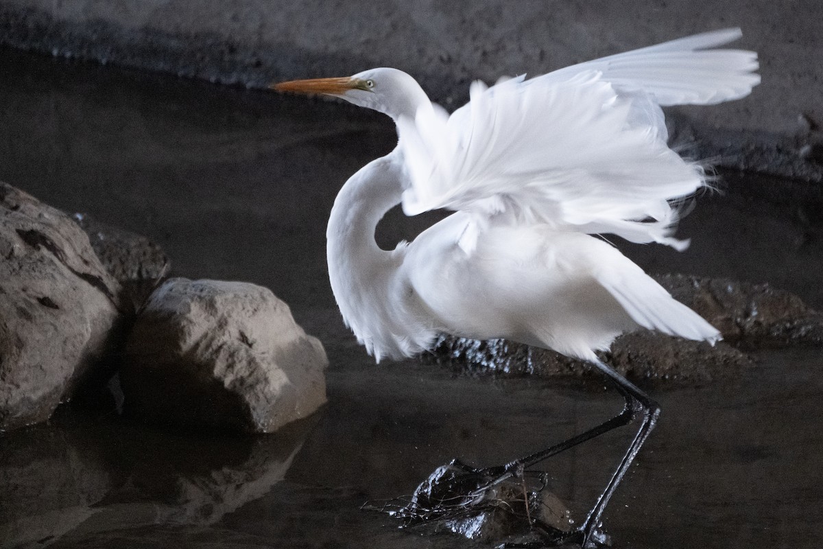 Silberreiher - ML646267047