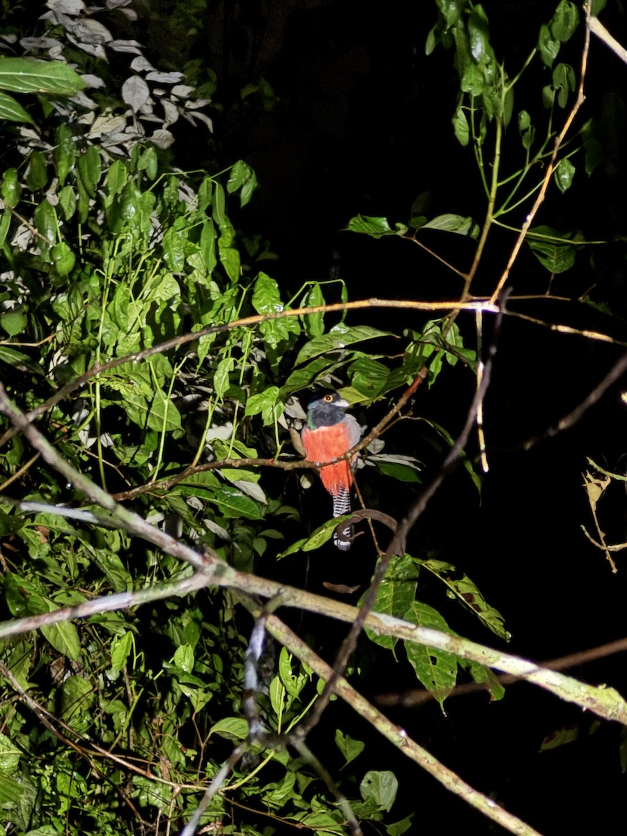 Blauscheiteltrogon - ML646267048