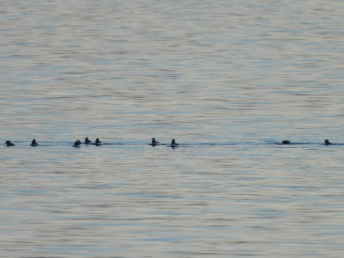 Büffelkopfente - ML646267050