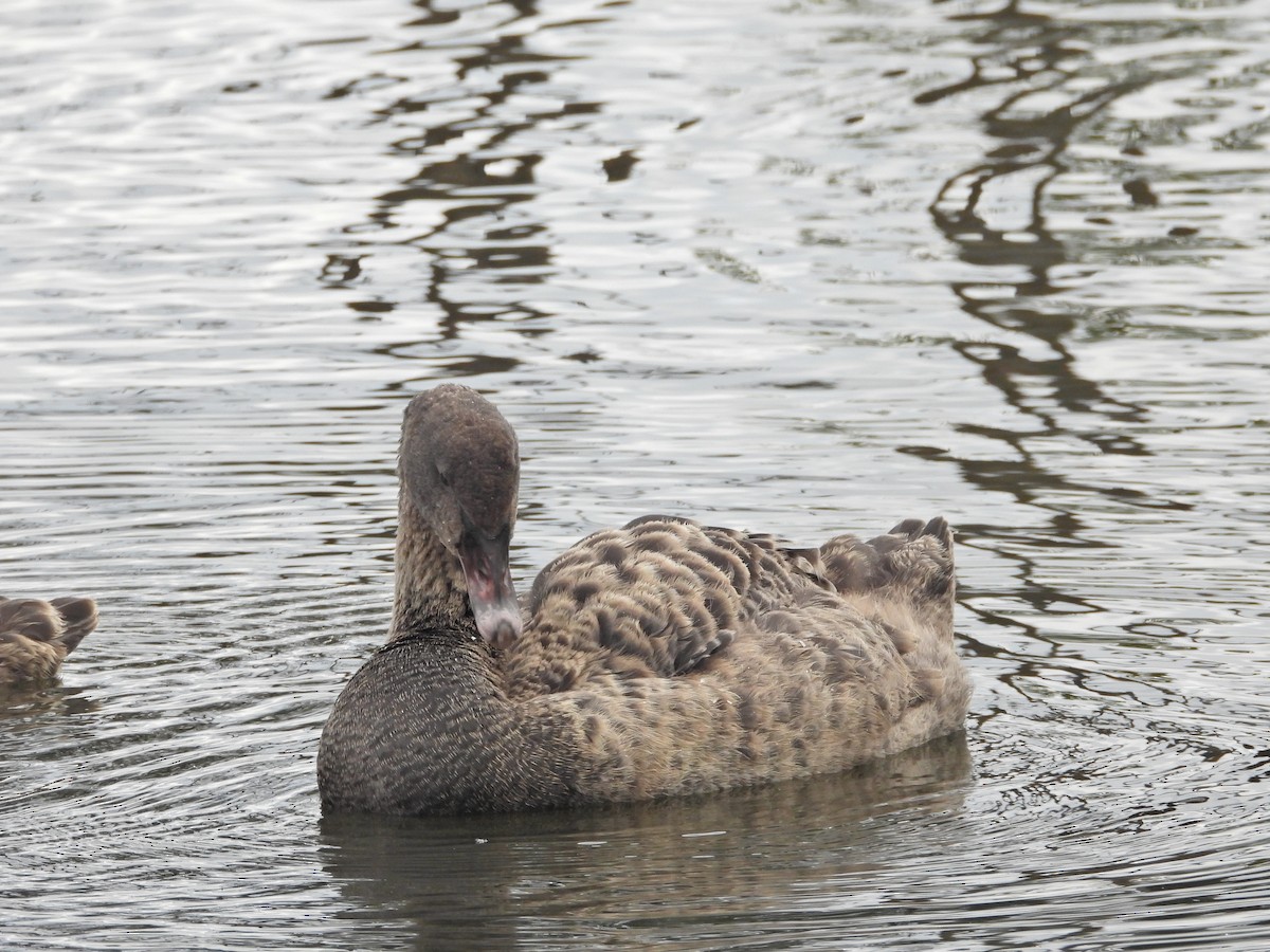 Schwarzschwan - ML646267051