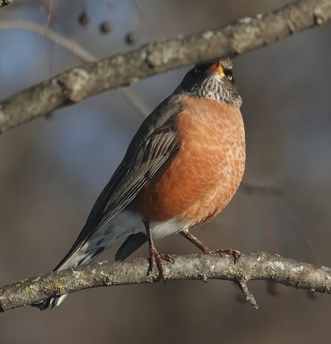 Wanderdrossel - ML646267052