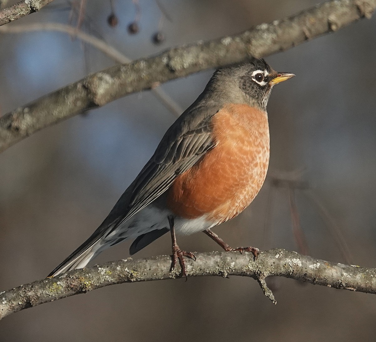 Wanderdrossel - ML646267053