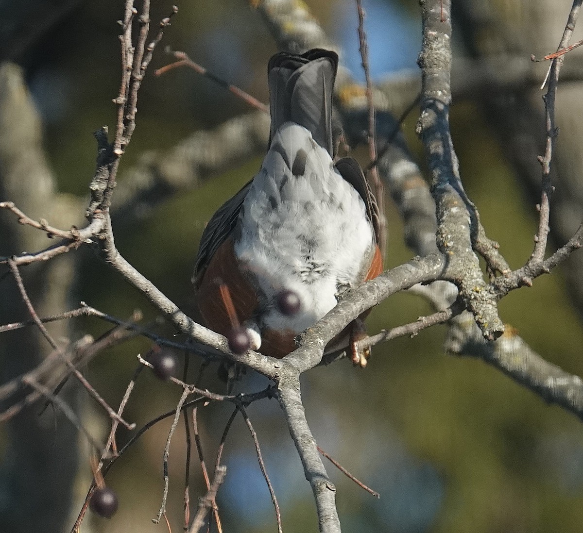 Wanderdrossel - ML646267054