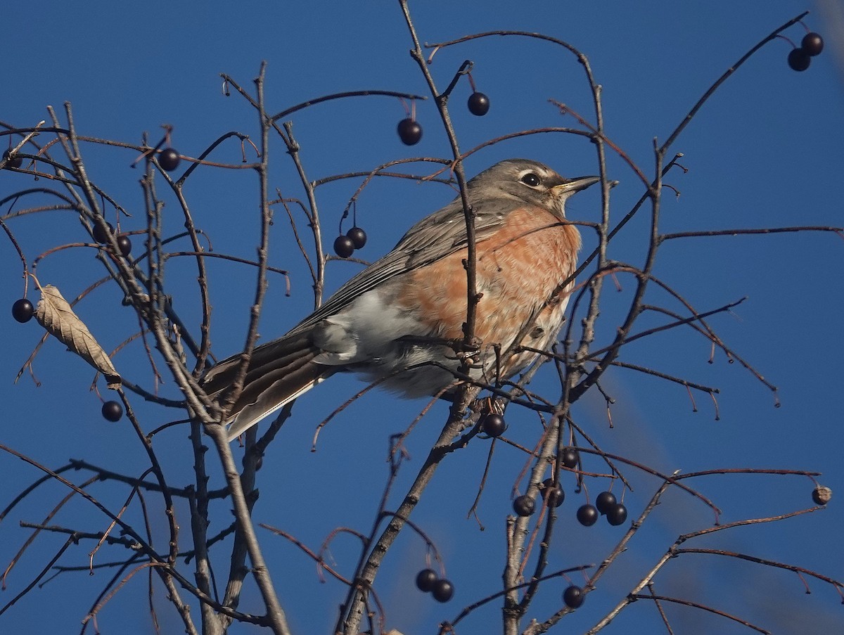 Wanderdrossel - ML646267055