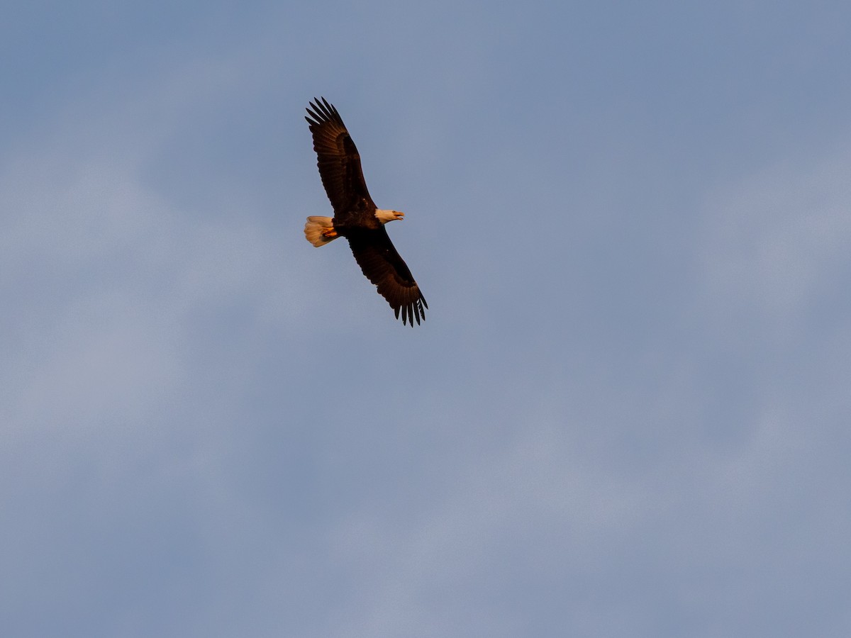 Weißkopf-Seeadler - ML646267056