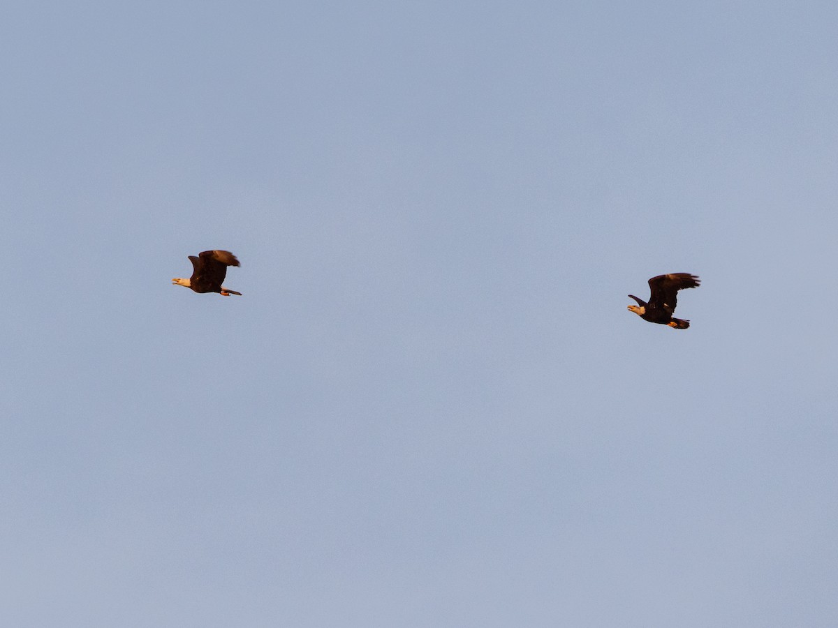 Weißkopf-Seeadler - ML646267057