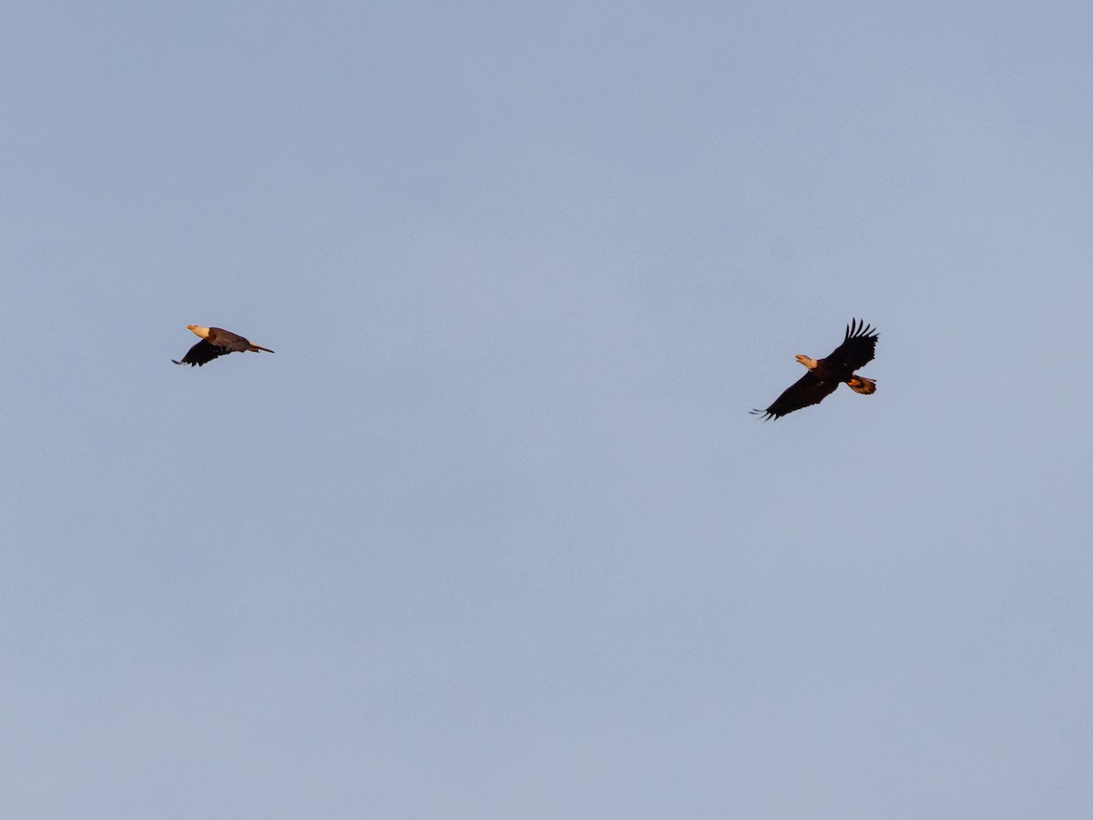 Weißkopf-Seeadler - ML646267058