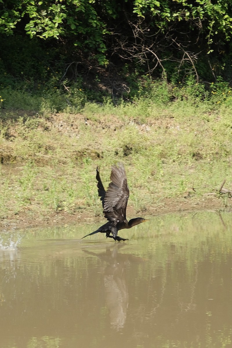 Neotropic Cormorant - ML646267061
