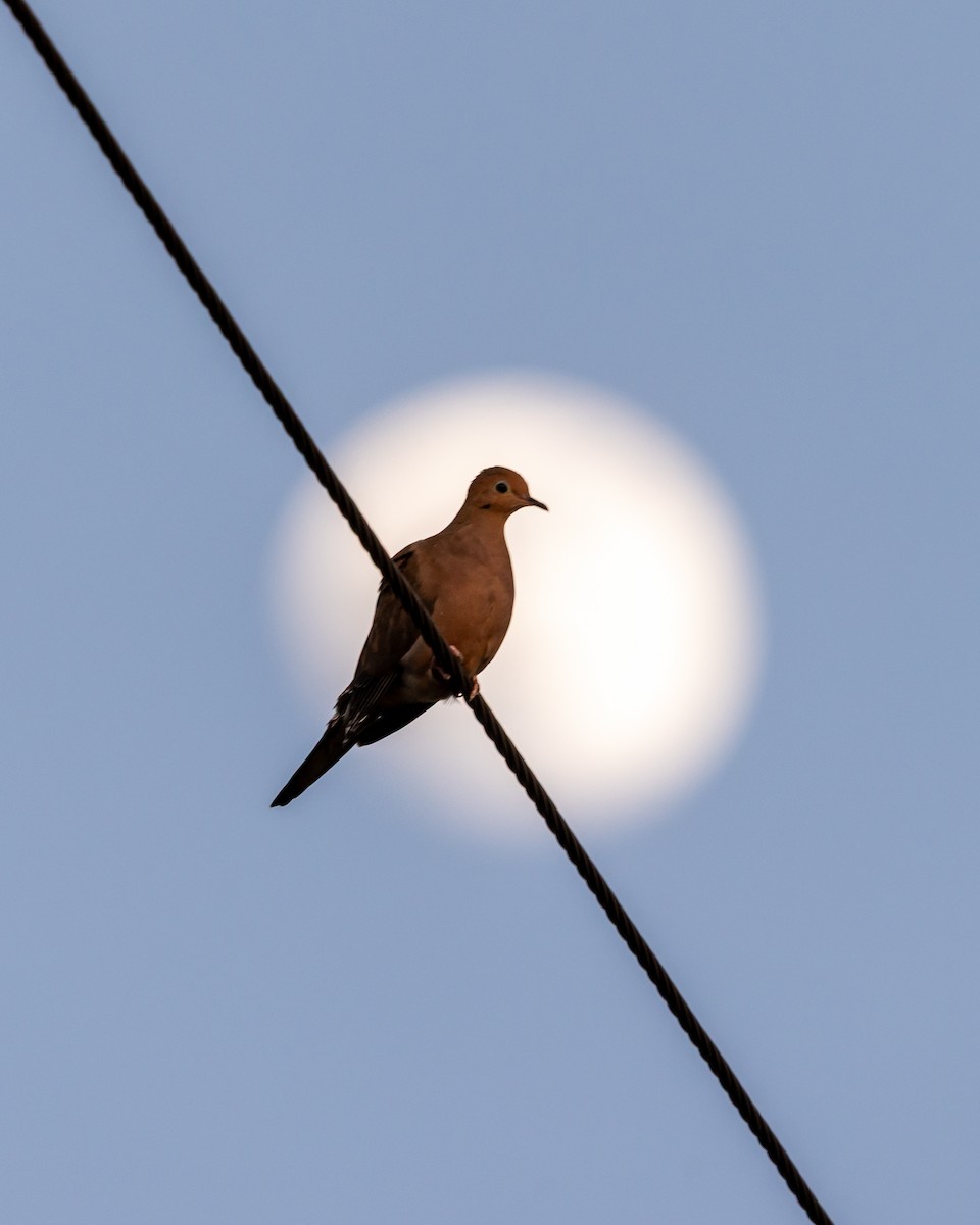 Mourning Dove - ML646267063