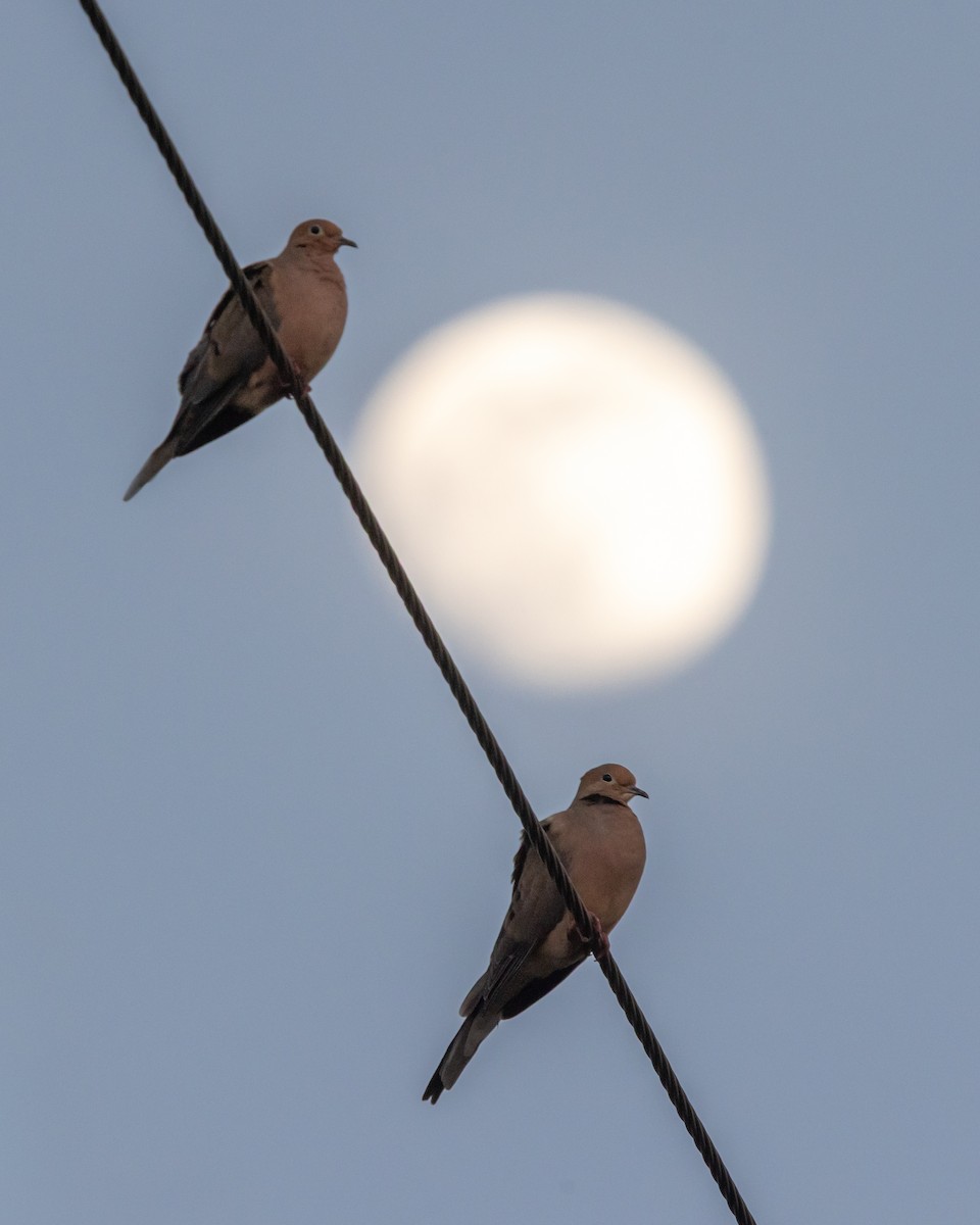Mourning Dove - ML646267064