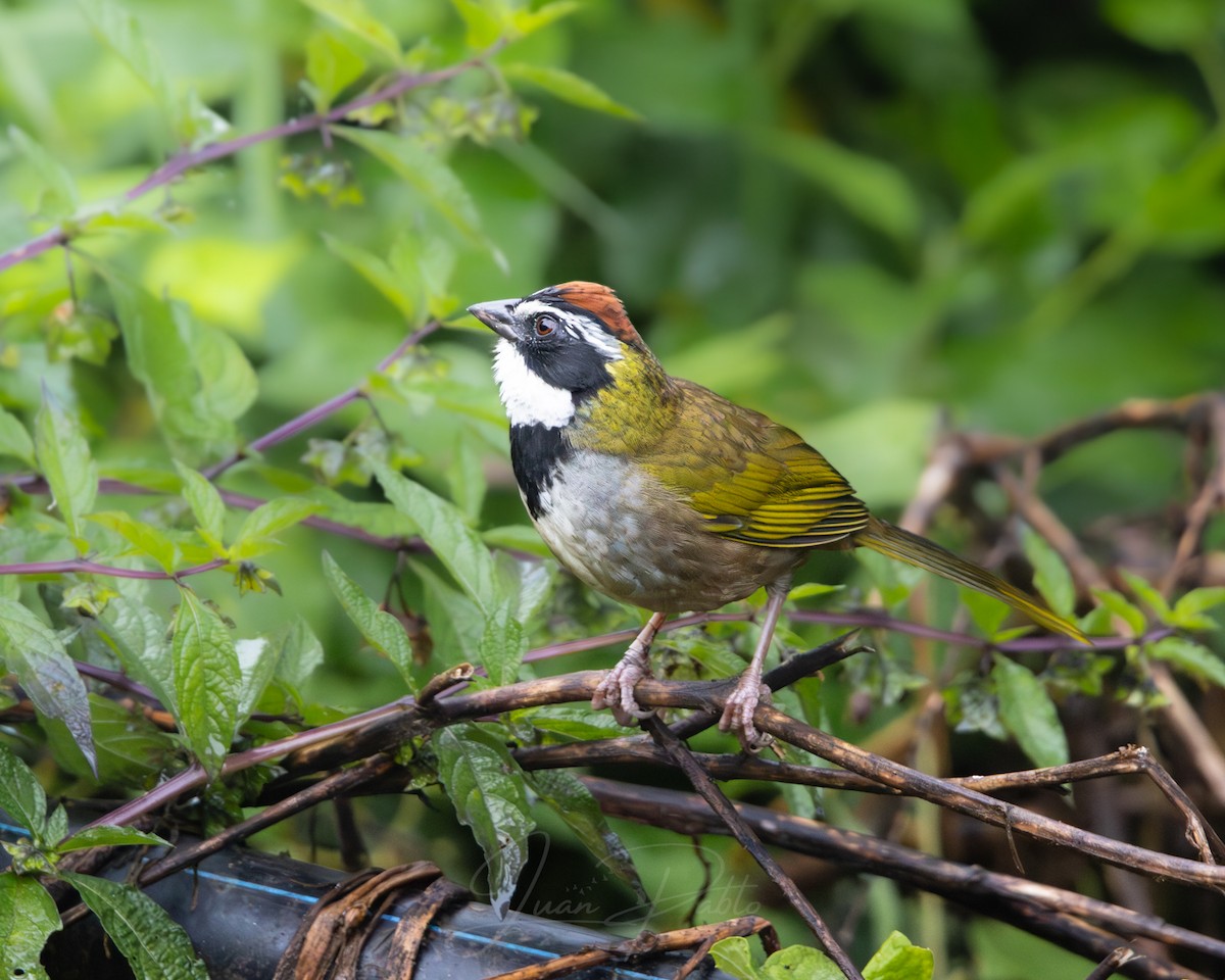 Collared Towhee - ML646267065