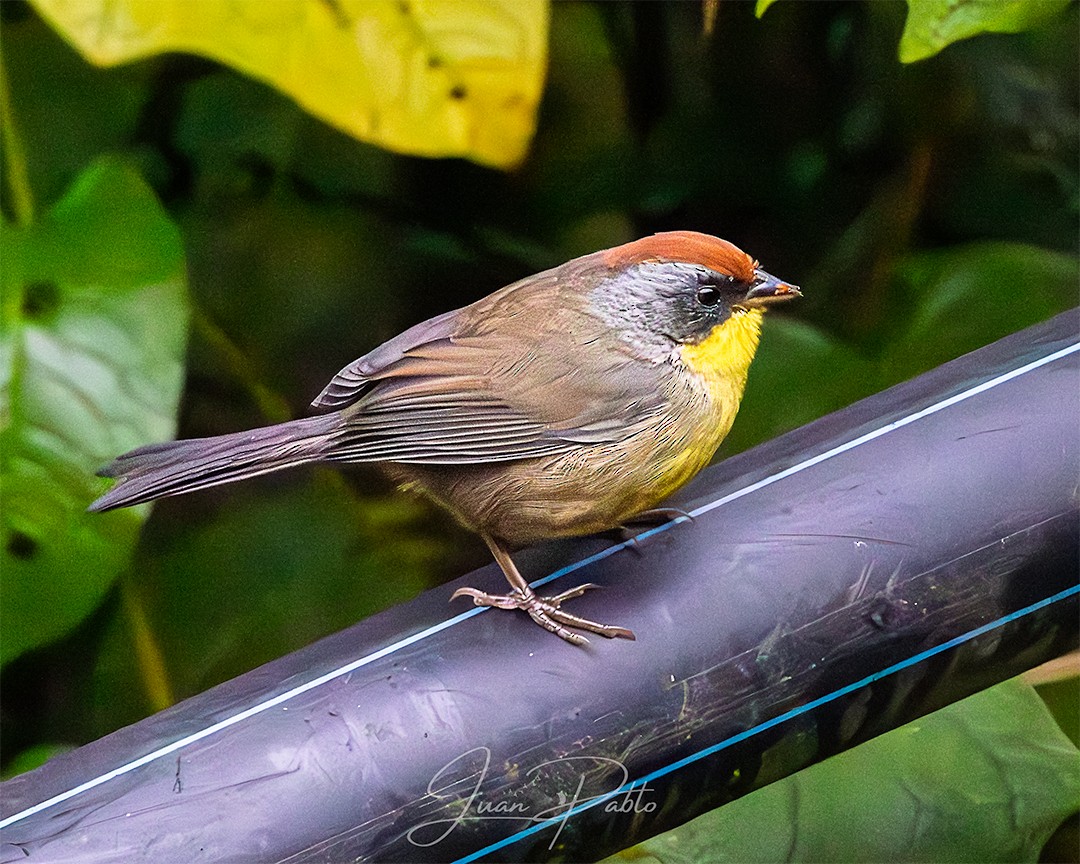 Rufous-capped Brushfinch - ML646267074