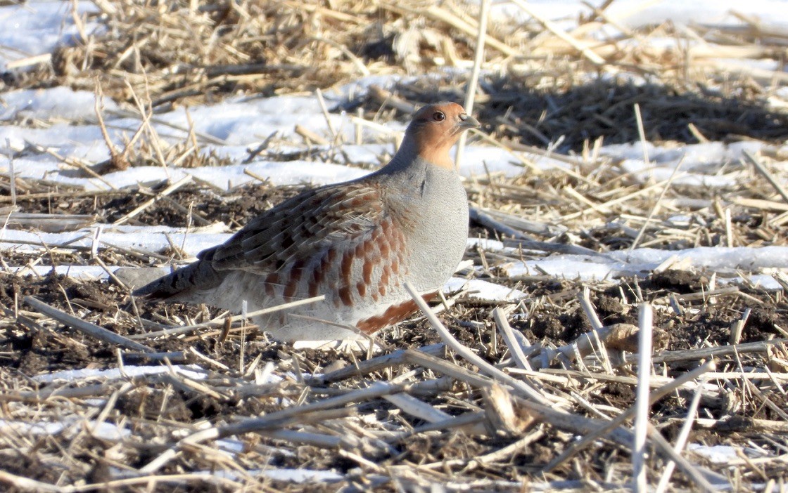 Gray Partridge - ML646267086